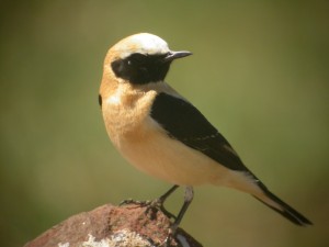 ornitologia_sfera_Collalba Rubia (Oenanthe hispanica)