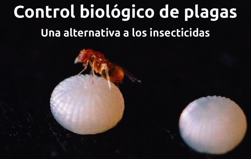 JORNADA CONTROL BIOLÓGICO DE PLAGAS. MALAGA